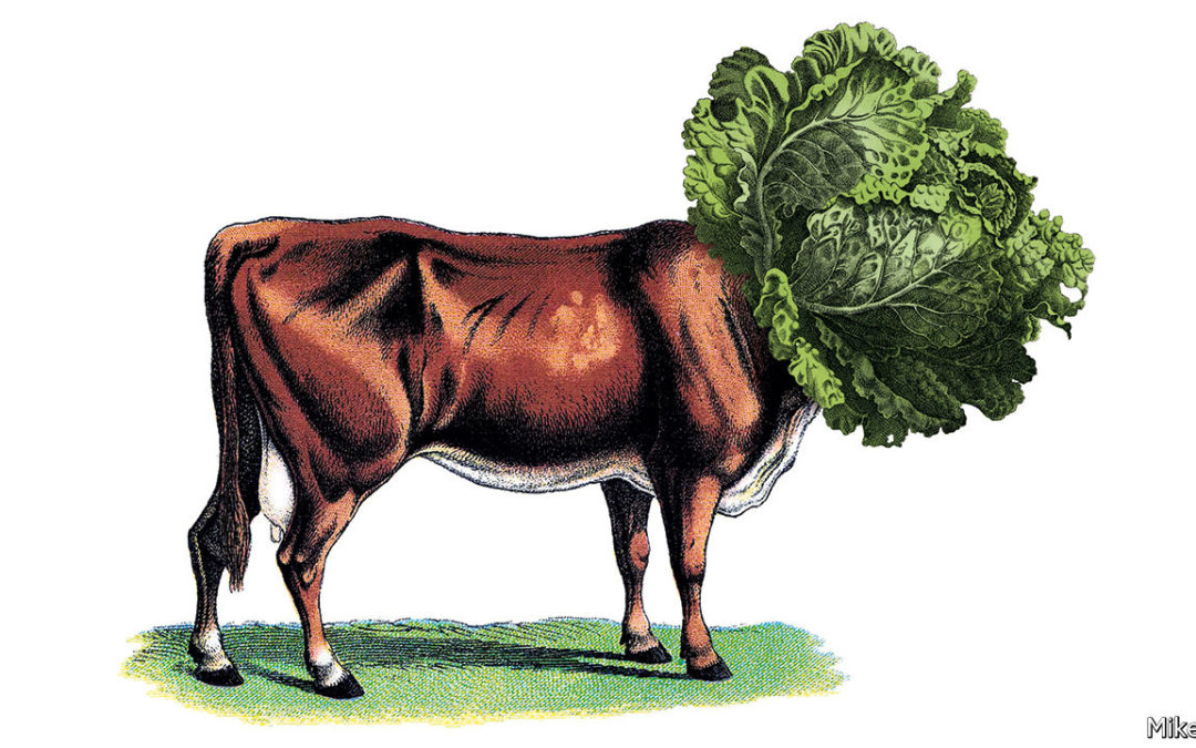 Udder Confusion 🐄 : The Complexity of Asian Animal Farms